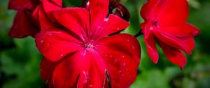 Preview wallpaper begonia, flower, red, drops, macro