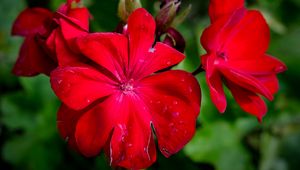 Preview wallpaper begonia, flower, red, drops, macro