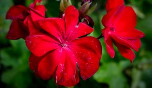 Preview wallpaper begonia, flower, red, drops, macro