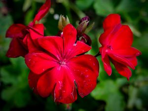 Preview wallpaper begonia, flower, red, drops, macro