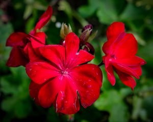 Preview wallpaper begonia, flower, red, drops, macro