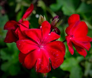 Preview wallpaper begonia, flower, red, drops, macro