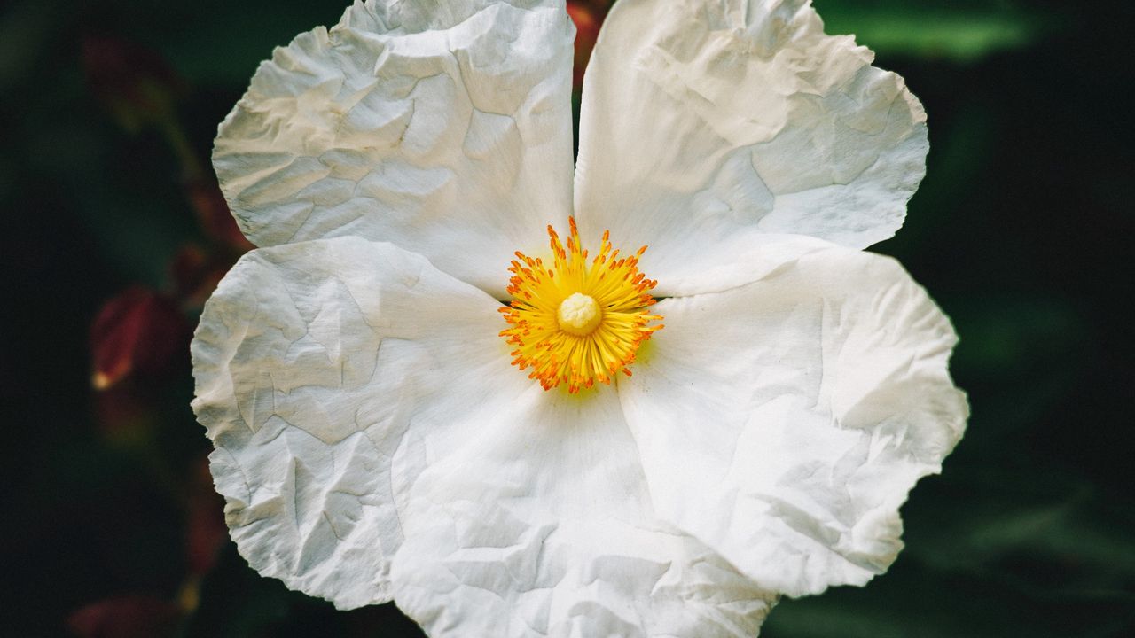 Wallpaper begonia, flower, white, petals