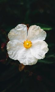 Preview wallpaper begonia, flower, white, petals