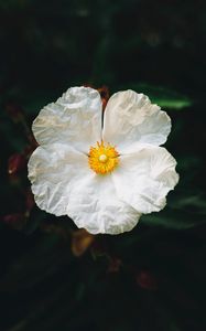 Preview wallpaper begonia, flower, white, petals