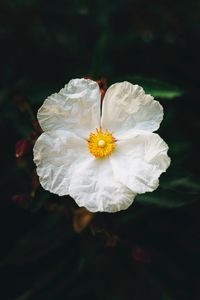 Preview wallpaper begonia, flower, white, petals