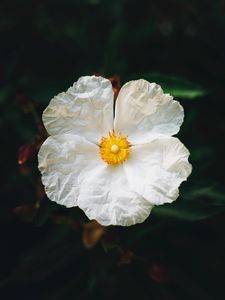 Preview wallpaper begonia, flower, white, petals