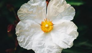 Preview wallpaper begonia, flower, white, petals