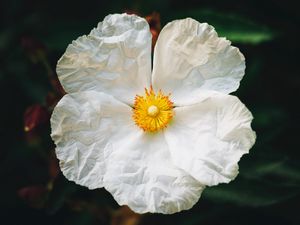 Preview wallpaper begonia, flower, white, petals