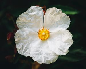 Preview wallpaper begonia, flower, white, petals