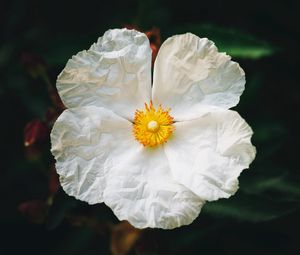 Preview wallpaper begonia, flower, white, petals