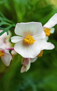 Preview wallpaper begonia, flowers, macro, pollen, petals, white