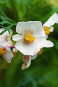 Preview wallpaper begonia, flowers, macro, pollen, petals, white