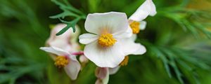 Preview wallpaper begonia, flowers, macro, pollen, petals, white