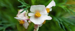 Preview wallpaper begonia, flowers, macro, pollen, petals, white