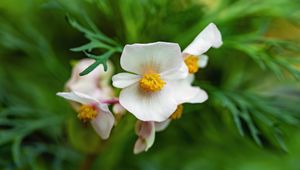 Preview wallpaper begonia, flowers, macro, pollen, petals, white