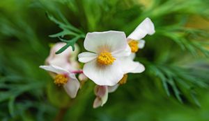 Preview wallpaper begonia, flowers, macro, pollen, petals, white