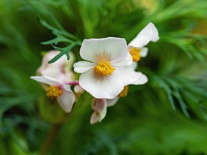 Preview wallpaper begonia, flowers, macro, pollen, petals, white