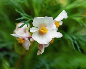 Preview wallpaper begonia, flowers, macro, pollen, petals, white