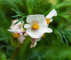 Preview wallpaper begonia, flowers, macro, pollen, petals, white