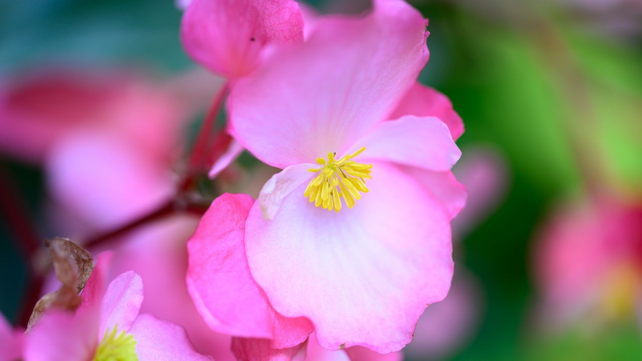 Wallpaper begonia, flowers, petals, pink, macro