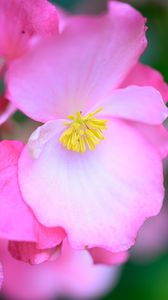 Preview wallpaper begonia, flowers, petals, pink, macro