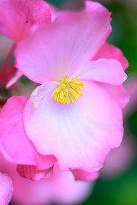 Preview wallpaper begonia, flowers, petals, pink, macro