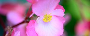 Preview wallpaper begonia, flowers, petals, pink, macro