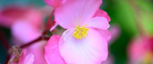 Preview wallpaper begonia, flowers, petals, pink, macro