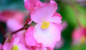 Preview wallpaper begonia, flowers, petals, pink, macro