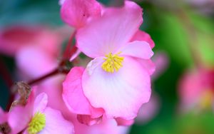 Preview wallpaper begonia, flowers, petals, pink, macro