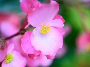 Preview wallpaper begonia, flowers, petals, pink, macro