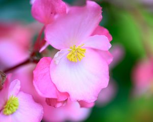 Preview wallpaper begonia, flowers, petals, pink, macro