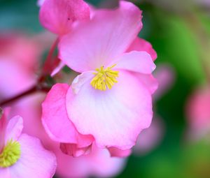 Preview wallpaper begonia, flowers, petals, pink, macro