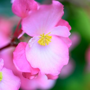 Preview wallpaper begonia, flowers, petals, pink, macro