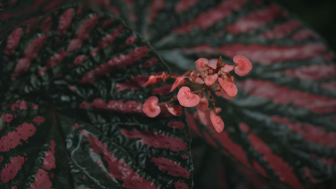 Wallpaper begonia, flowers, plant, macro