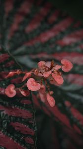 Preview wallpaper begonia, flowers, plant, macro