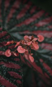 Preview wallpaper begonia, flowers, plant, macro