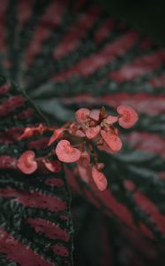 Preview wallpaper begonia, flowers, plant, macro