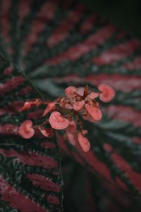 Preview wallpaper begonia, flowers, plant, macro