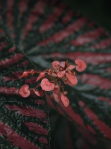 Preview wallpaper begonia, flowers, plant, macro