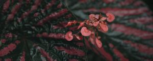 Preview wallpaper begonia, flowers, plant, macro