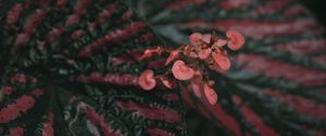 Preview wallpaper begonia, flowers, plant, macro