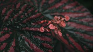 Preview wallpaper begonia, flowers, plant, macro