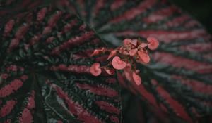 Preview wallpaper begonia, flowers, plant, macro