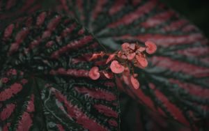 Preview wallpaper begonia, flowers, plant, macro