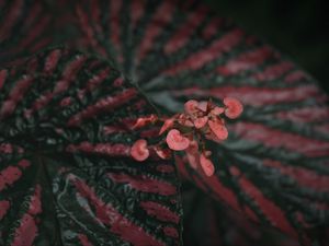 Preview wallpaper begonia, flowers, plant, macro