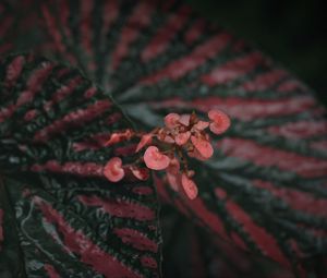 Preview wallpaper begonia, flowers, plant, macro