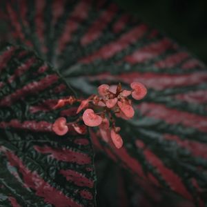 Preview wallpaper begonia, flowers, plant, macro