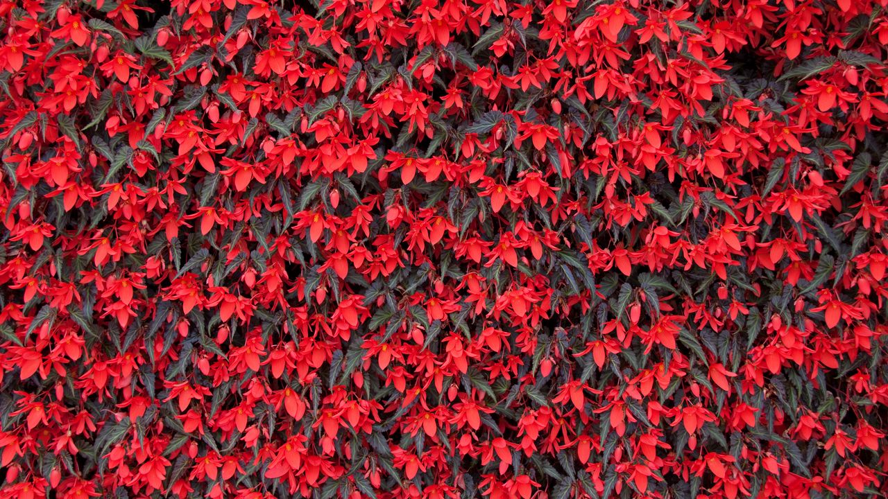 Wallpaper begonia, flowers, red, flowering